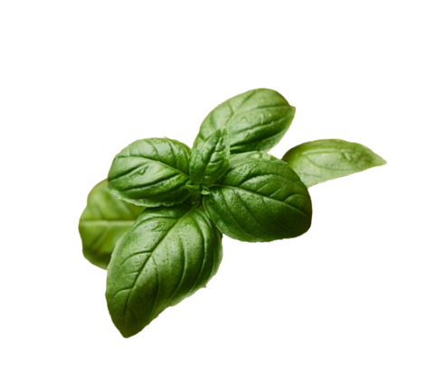 Basilic
